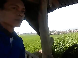 In a catch rice field, pee,..